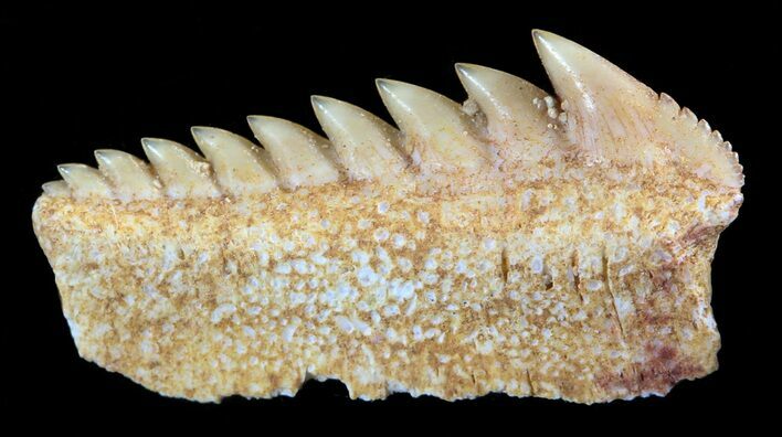 Fossil Cow Shark (Hexanchus) Tooth - Morocco #50531